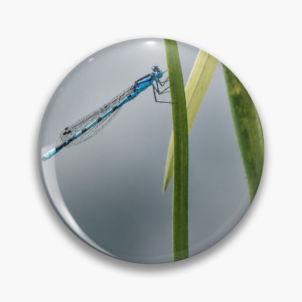 Item preview, Azure Damselfly on reeds designed and sold by Astute-Artio-Photography.
