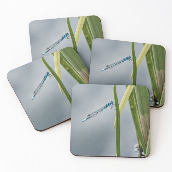 Item preview, Azure Damselfly on reeds designed and sold by Astute-Artio-Photography.