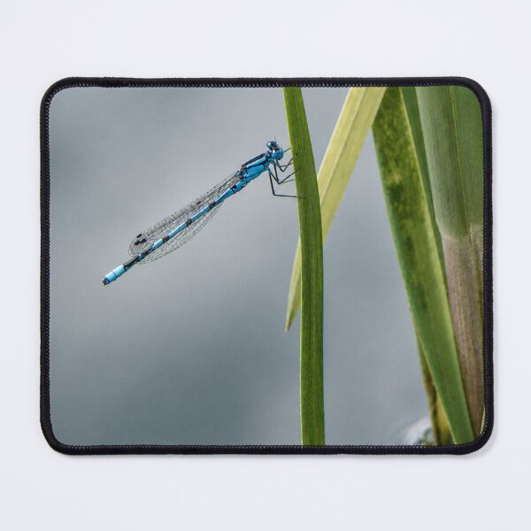 Item preview, Azure Damselfly on reeds designed and sold by Astute-Artio-Photography.