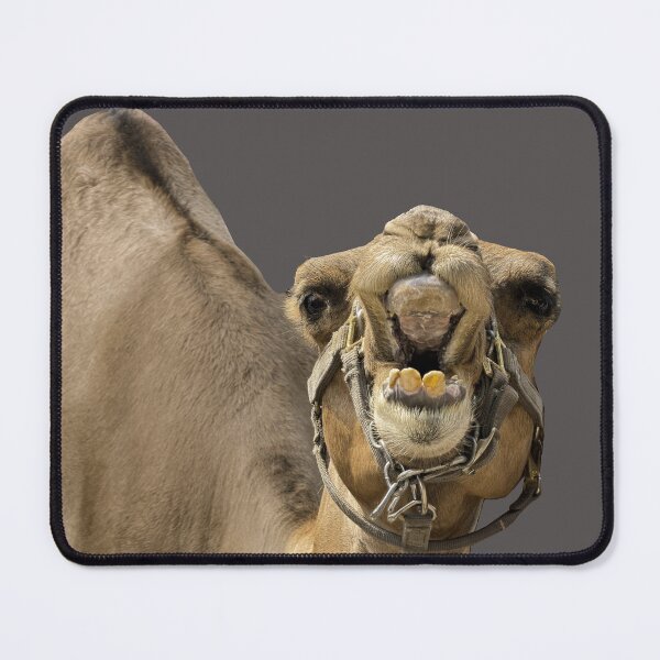 Item preview, Camel with mouth open & big teeth smile designed and sold by MYTOPSHELF.