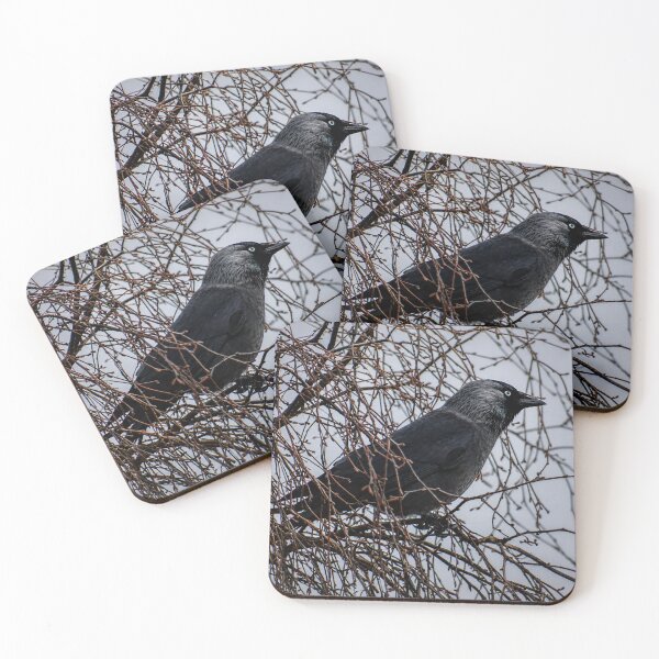 Item preview, Jackdaw perched on tangled branches designed and sold by Astute-Artio-Photography.