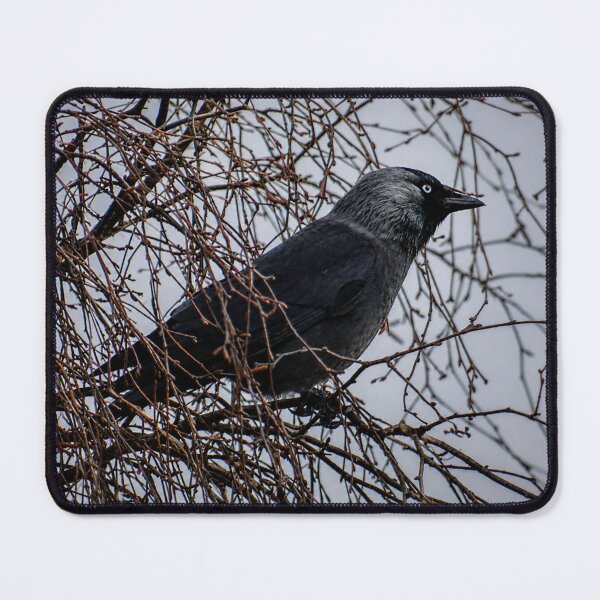 Item preview, Jackdaw perched on tangled branches designed and sold by Astute-Artio-Photography.