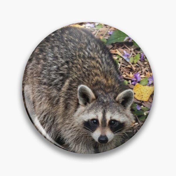 Item preview, Curious raccoon foraging designed and sold by Astute-Artio-Photography.