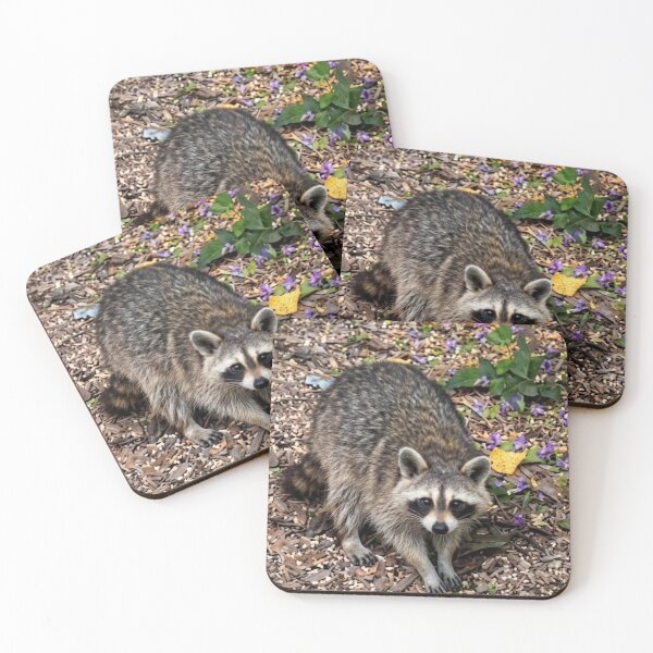 Item preview, Curious raccoon foraging designed and sold by Astute-Artio-Photography.