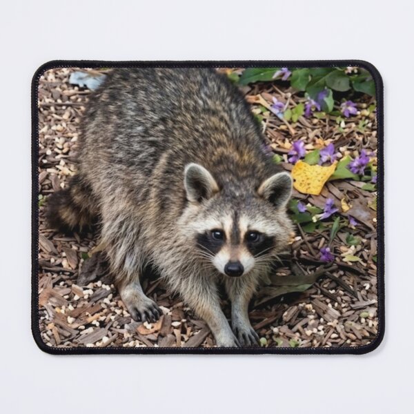 Item preview, Curious raccoon foraging designed and sold by Astute-Artio-Photography.