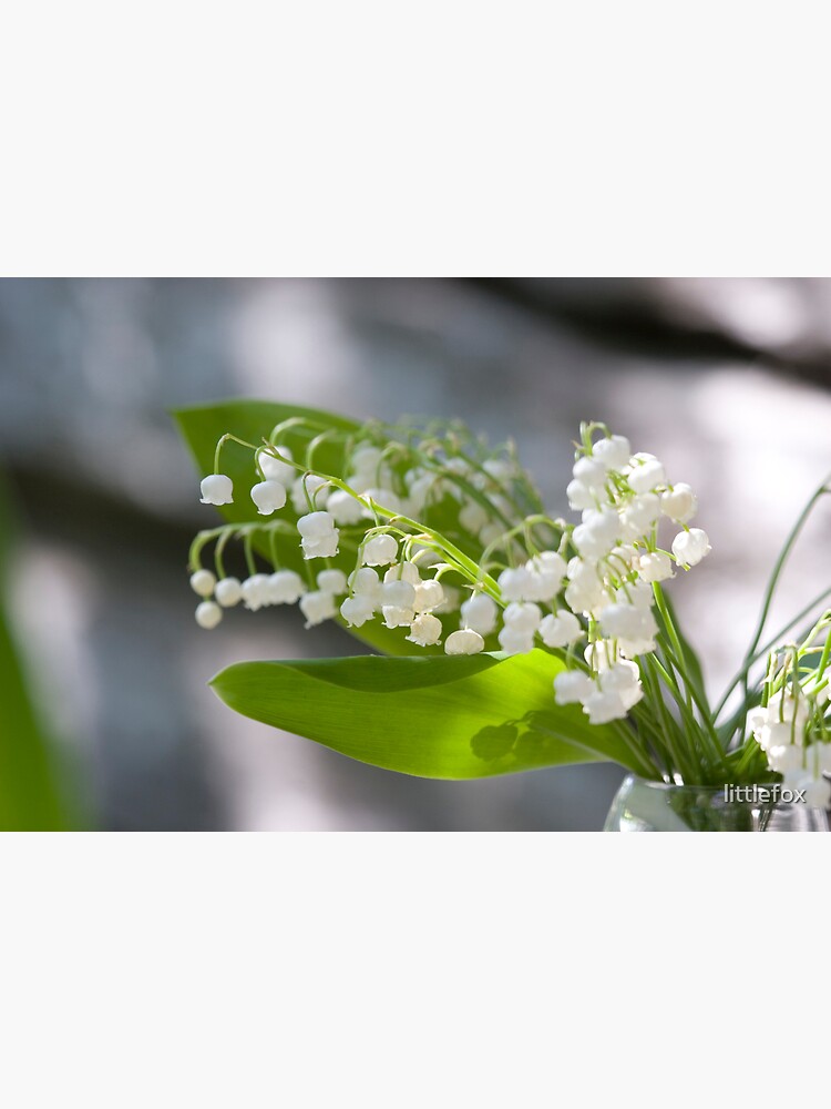 Lily of the valley by littlefox