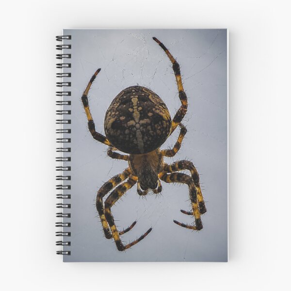 Item preview, Orb-weaving spider designed and sold by Astute-Artio-Photography.