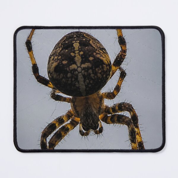 Item preview, Orb-weaving spider designed and sold by Astute-Artio-Photography.