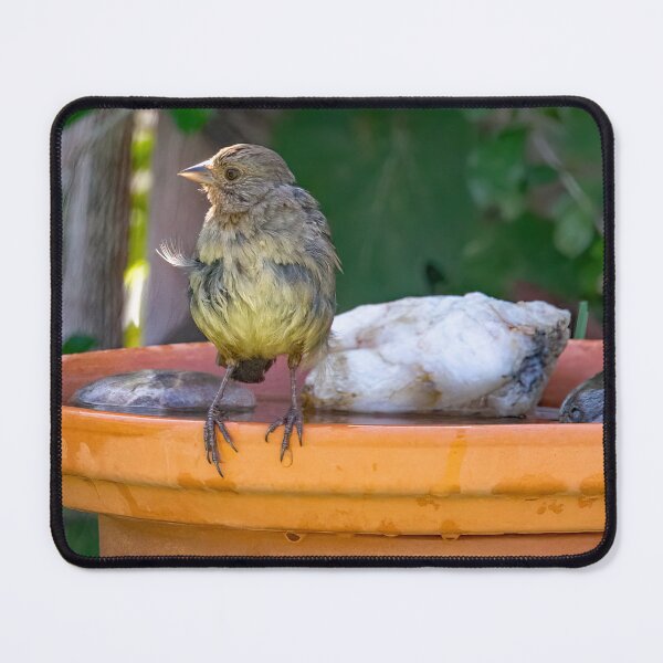 Item preview, Lesser Goldfinch After Bathing designed and sold by CarolM.