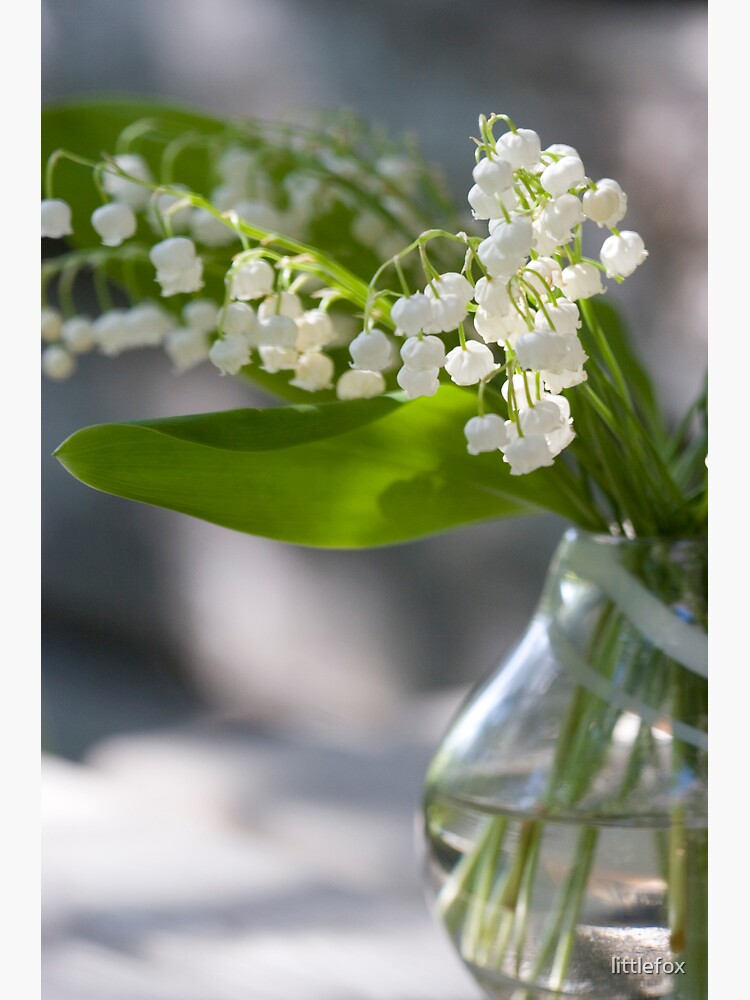Lily of the valley by littlefox