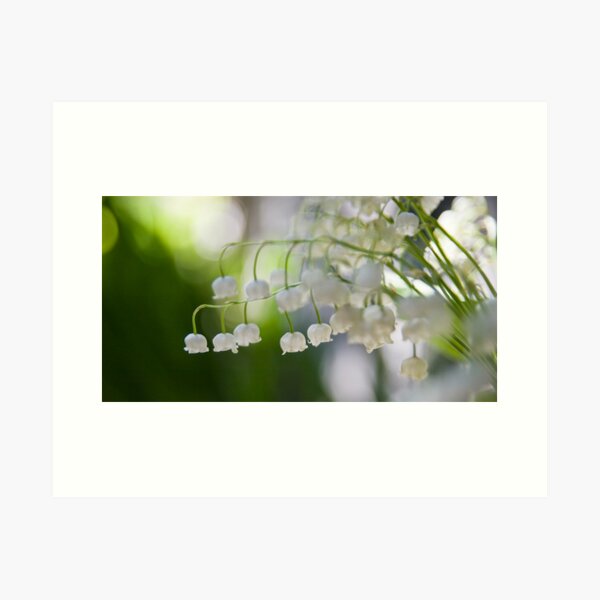 Lily of the valley panorama Art Print