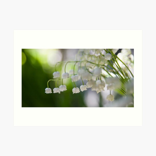 Lily of the valley panorama Art Print