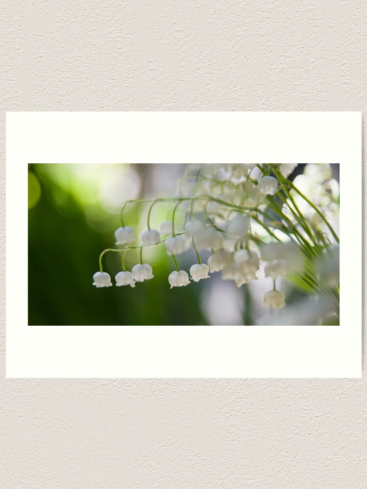 Alternate view of Lily of the valley panorama Art Print