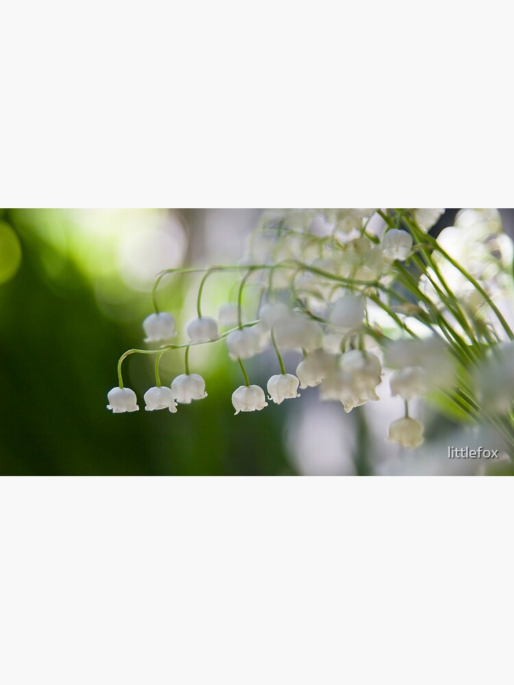 Lily of the valley panorama by littlefox