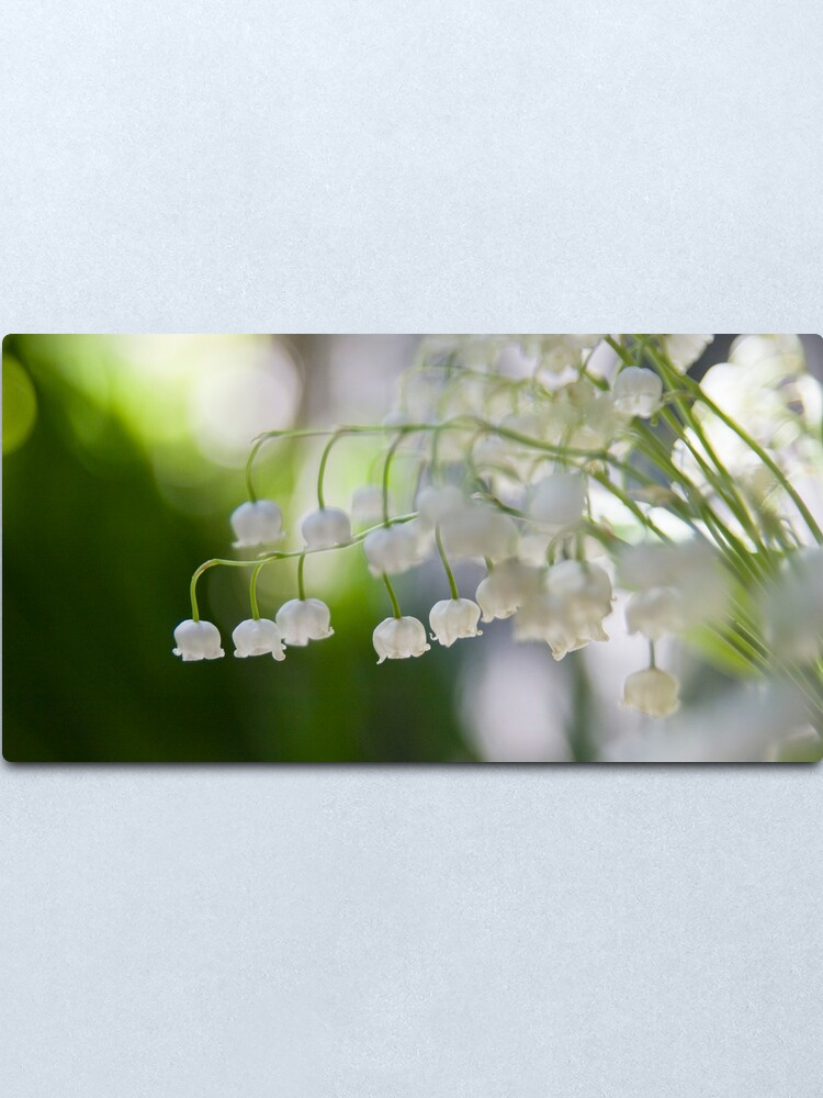 Alternate view of Lily of the valley panorama Metal Print