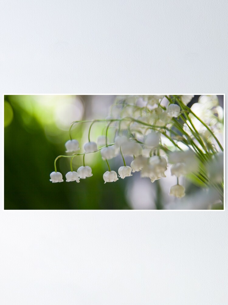 Alternate view of Lily of the valley panorama Poster