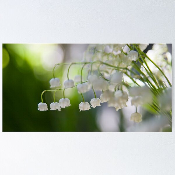 Lily of the valley panorama Poster