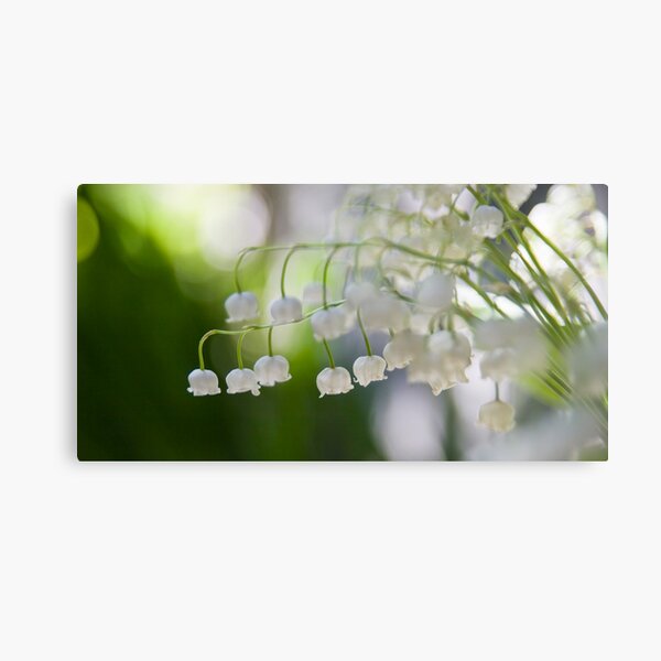 Lily of the valley panorama Metal Print