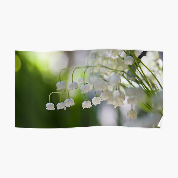 Lily of the valley panorama Poster
