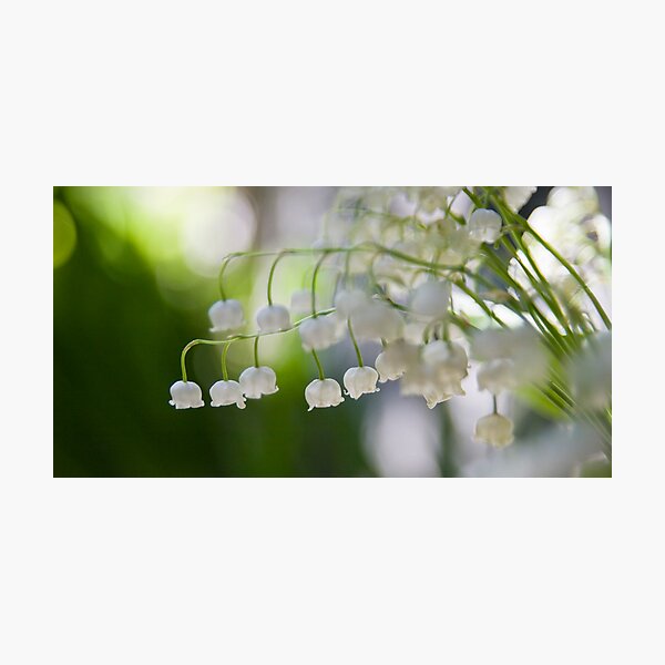 Lily of the valley panorama Photographic Print