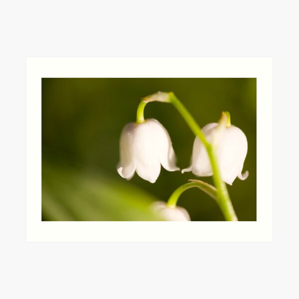 Lily of the valley closeup Art Print