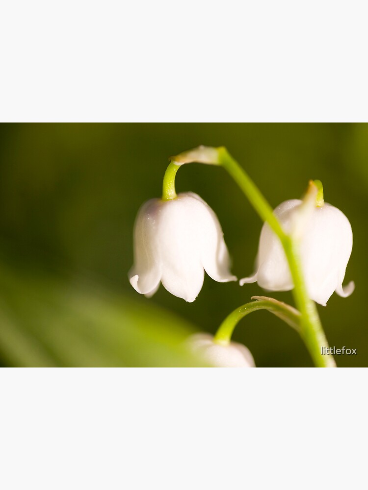 Lily of the valley closeup by littlefox