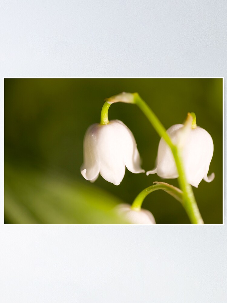 Alternate view of Lily of the valley closeup Poster
