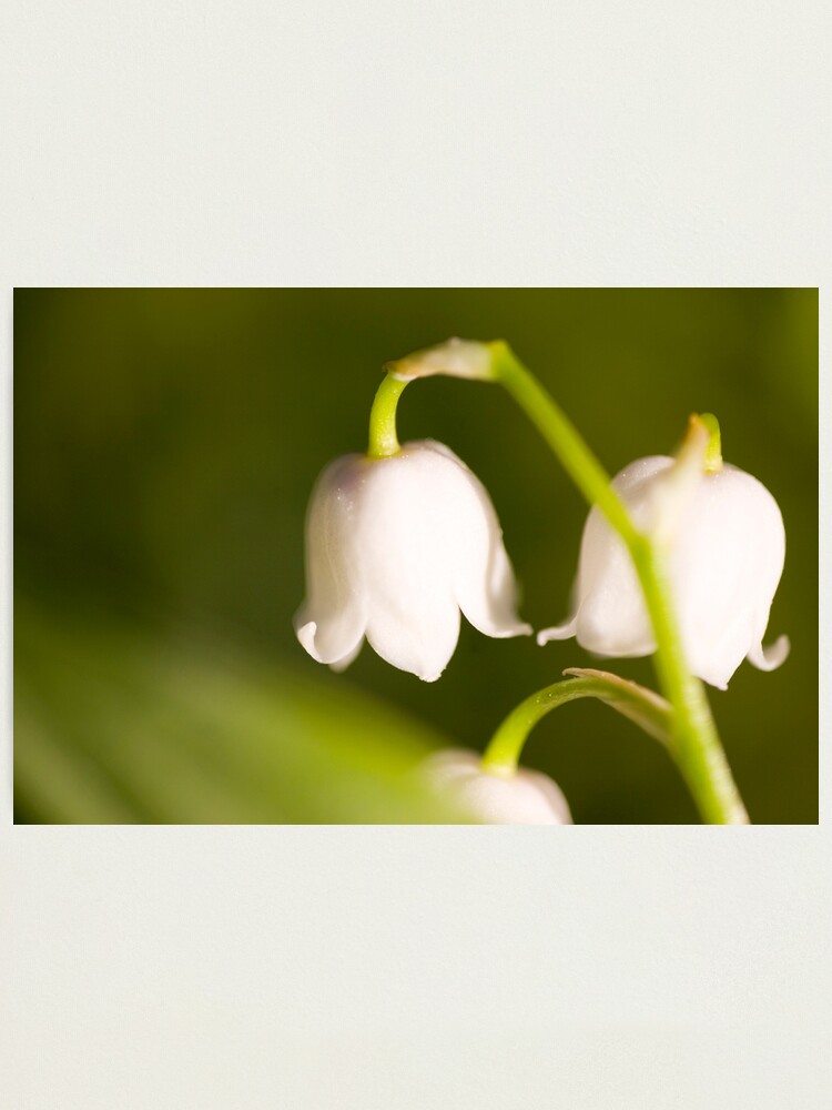 Alternate view of Lily of the valley closeup Photographic Print