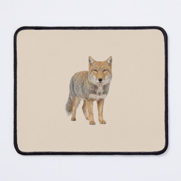 Item preview, Tibetan fox front view designed and sold by ArunDandiboina.