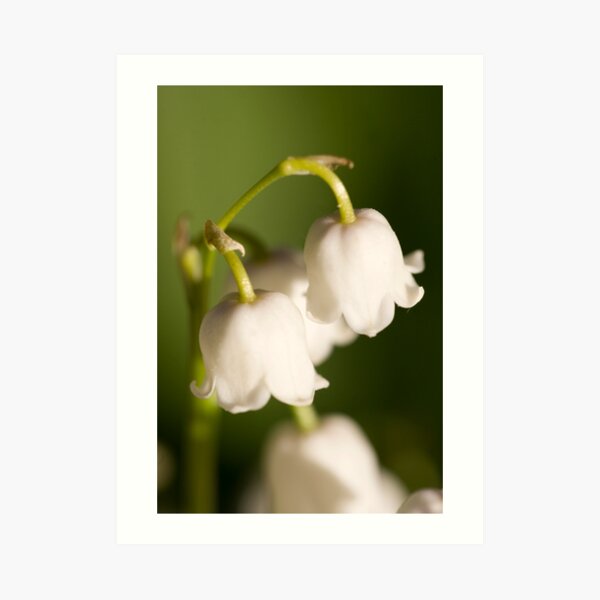 Lily of the valley closeup Art Print