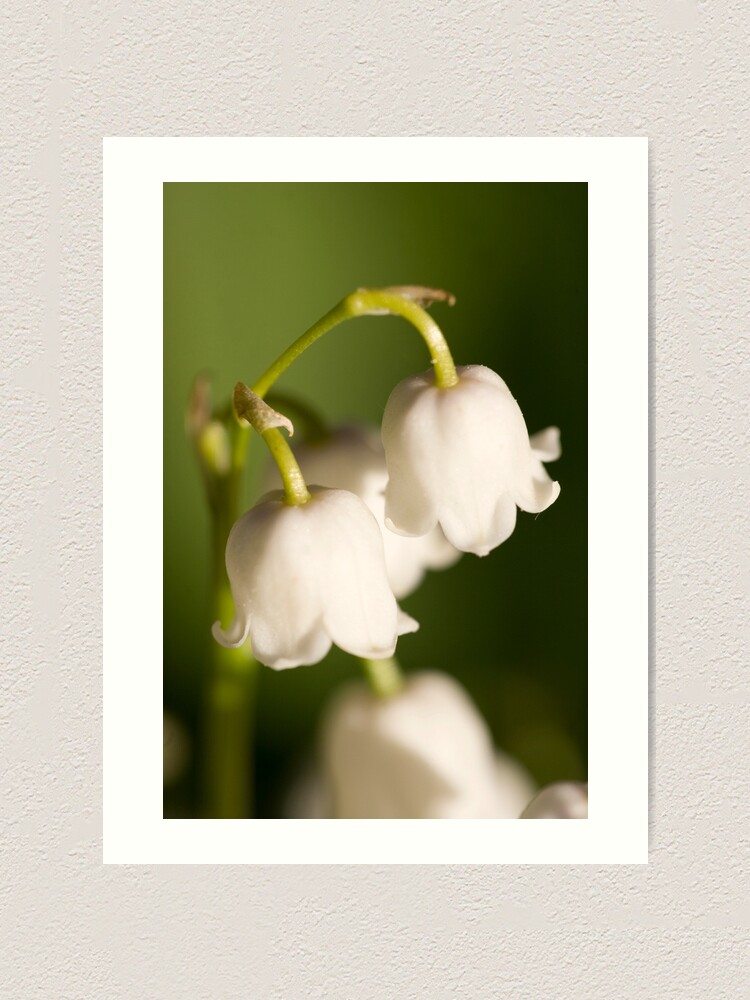 Alternate view of Lily of the valley closeup Art Print