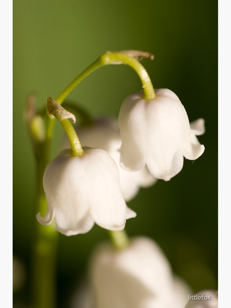 Lily of the valley closeup by littlefox
