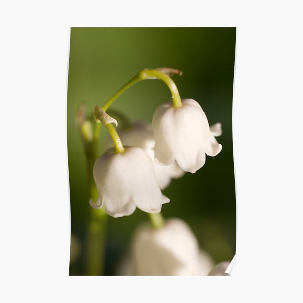 Lily of the valley closeup Poster