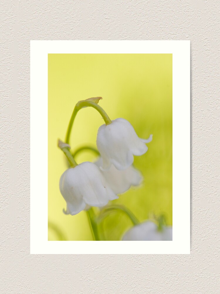 Alternate view of Lily of the valley closeup Art Print