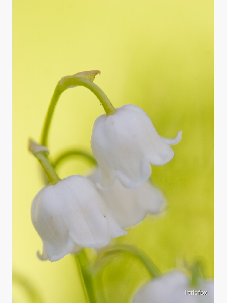 Lily of the valley closeup by littlefox