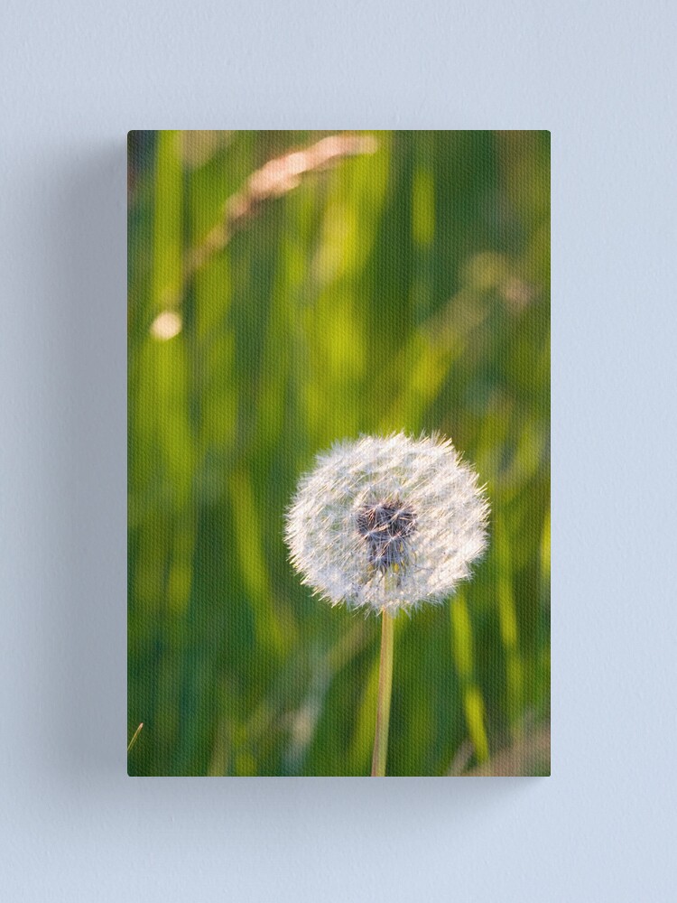 Alternate view of The lone dandelion Canvas Print