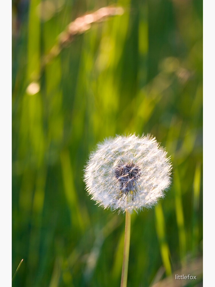 The lone dandelion by littlefox
