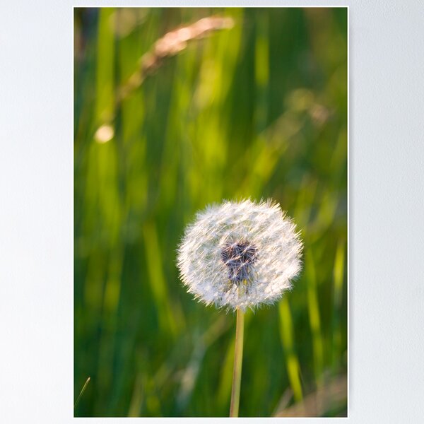 Item preview, The lone dandelion designed and sold by littlefox.