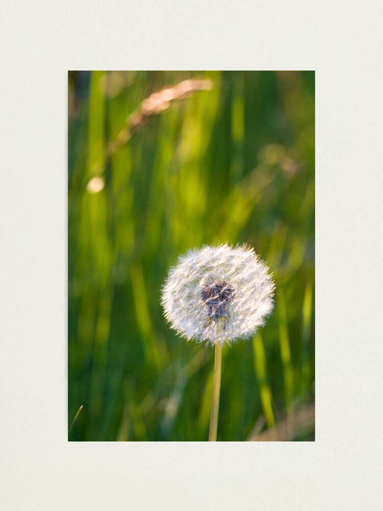 Alternate view of The lone dandelion Photographic Print
