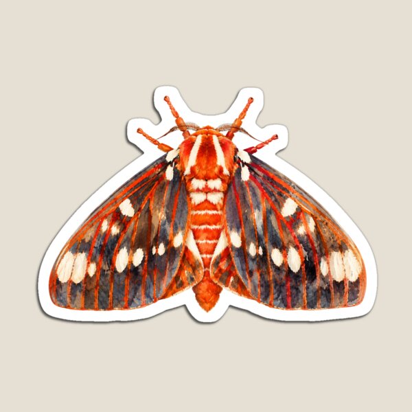 Item preview, Regal Moth Citheronia regalis Watercolor Style designed and sold by Harpagann.