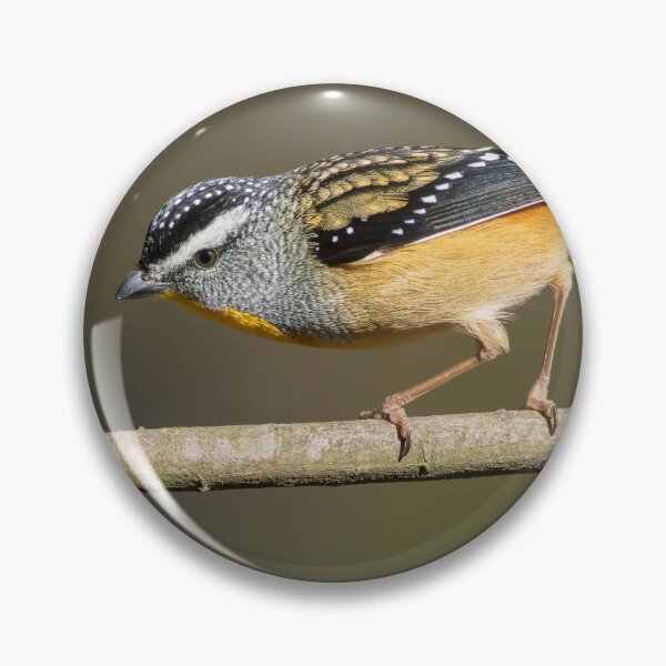 Item preview, Male Spotted Pardelote in afternoon sun light designed and sold by David  Hibberd.