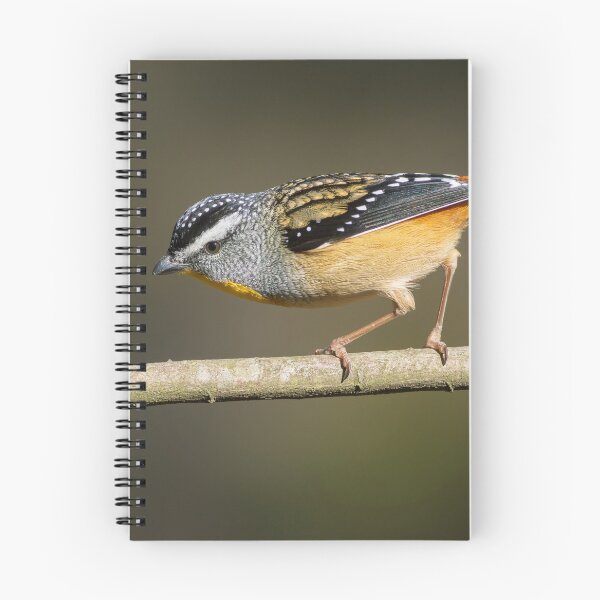 Item preview, Male Spotted Pardelote in afternoon sun light designed and sold by David  Hibberd.