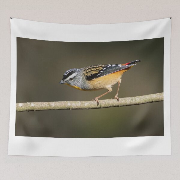 Item preview, Male Spotted Pardelote in afternoon sun light designed and sold by David  Hibberd.