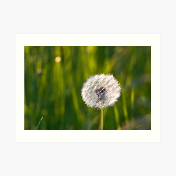 The lone dandelion Art Print
