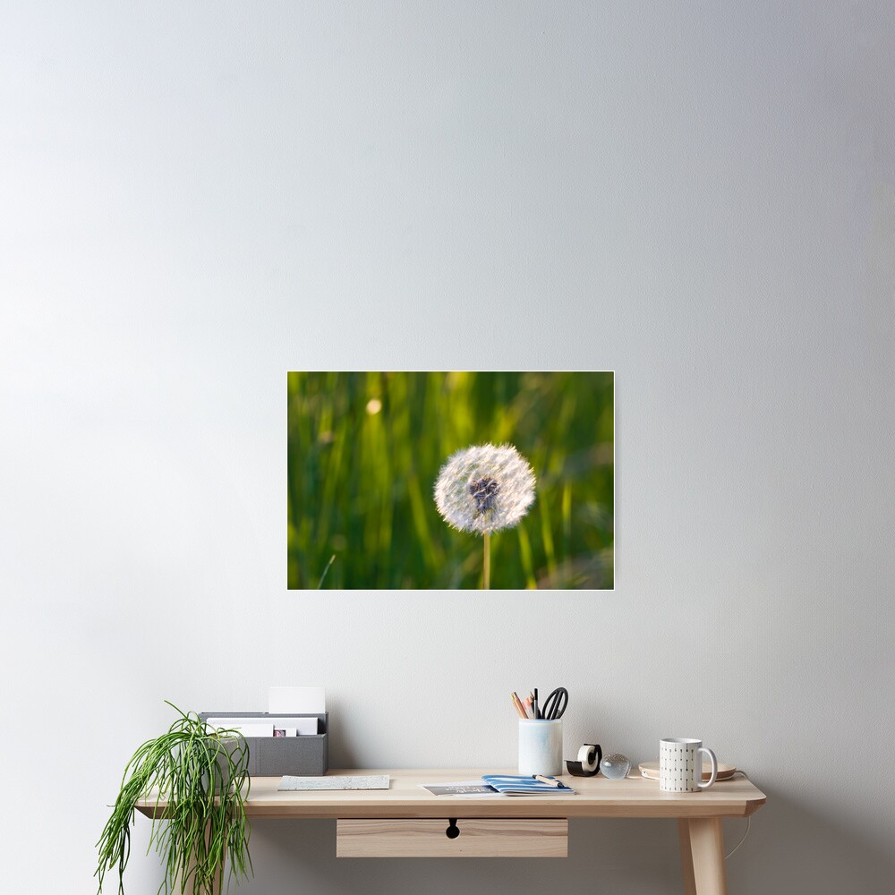 The lone dandelion Poster