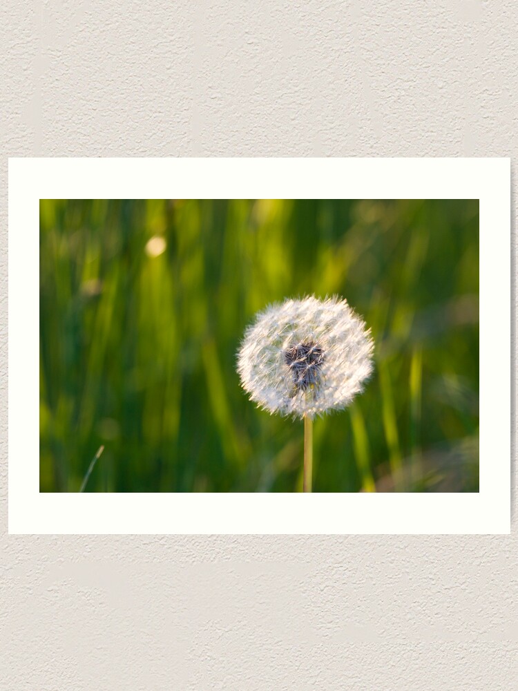 Alternate view of The lone dandelion Art Print