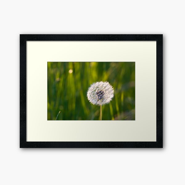 The lone dandelion Framed Art Print