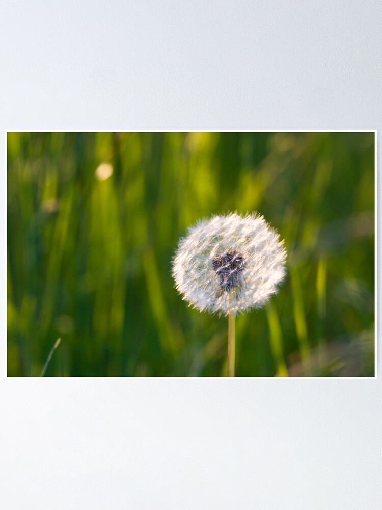 Alternate view of The lone dandelion Poster