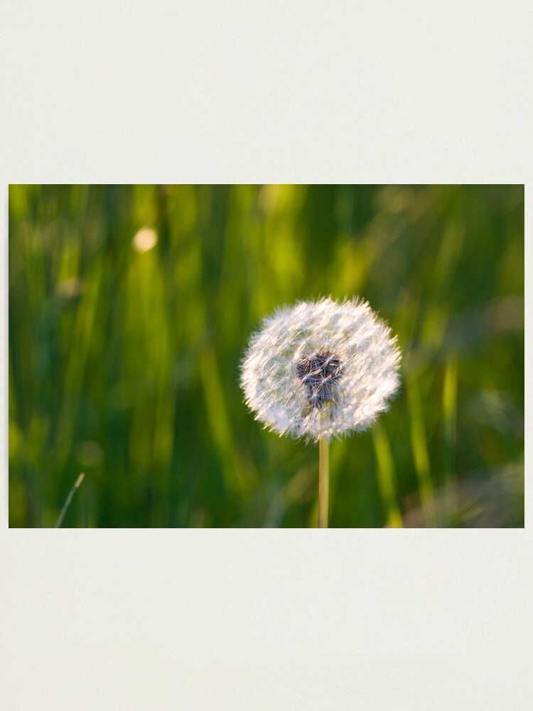 Alternate view of The lone dandelion Photographic Print