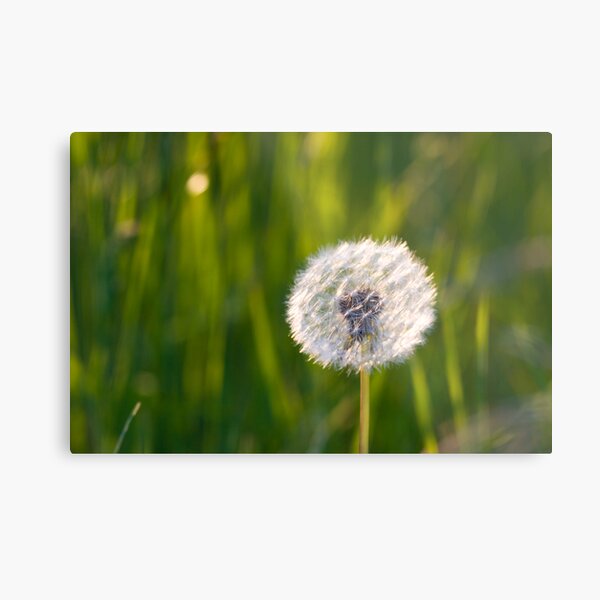 The lone dandelion Metal Print